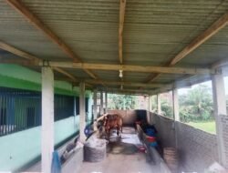 Minim Transparansi Anggaran BUMDes Rejosari, Proyek Kandang Sapi Tuai Sorotan Tajam